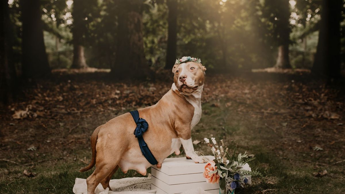 Sesja ciążowa pitbulla? To dziwne i urocze jednocześnie! 1