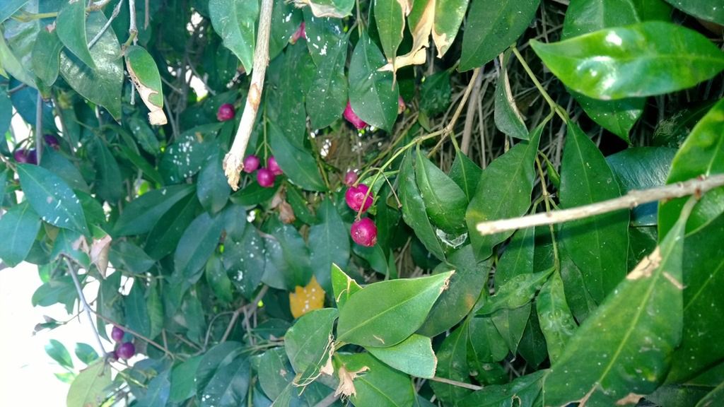 W skrócie: biały Nexus 5, Galaxy Tab 3 Kids i Android 4.3 dla Galaxy Note'a II 2