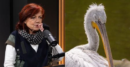 Urszula Dudziak wspomina przygody z używkami: "Zaciągnęłam się i ZAMIENIŁAM W PELIKANA" (WIDEO)