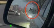 Wiózł brata na masce skradzionego auta. Spowodował wypadek