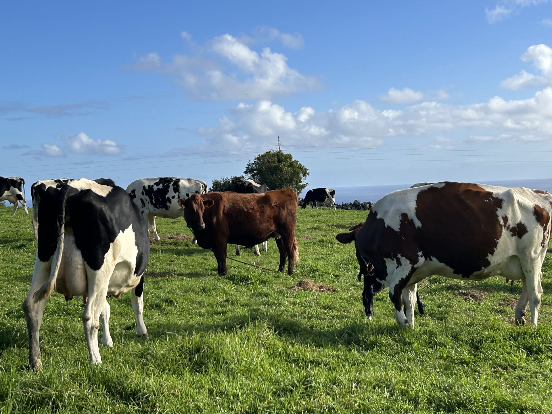 Na Terceirze jest 18 ekologicznych farm krów 