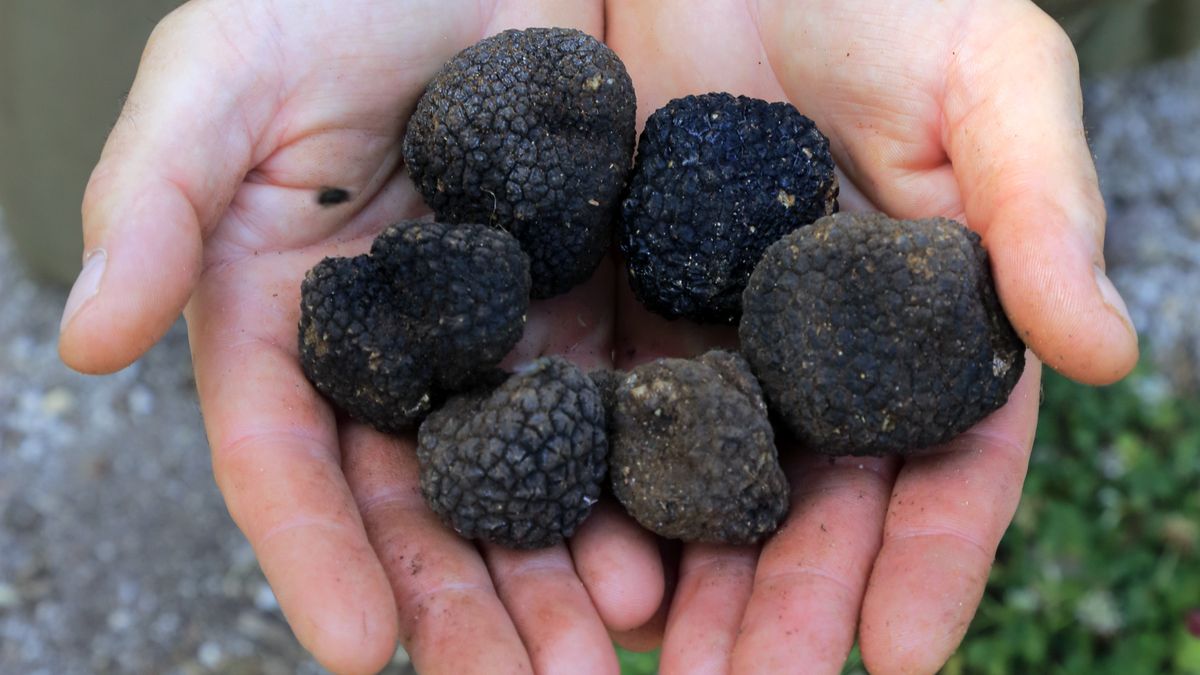 Wild black truffles in handsWild black truffles in the hands of a truffle hunter.Bruce Yuanyue Bi