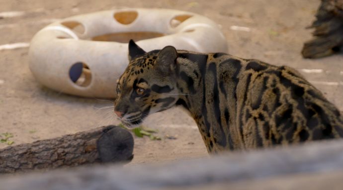 Sekrety zoo: dzikie wieści z Tampy