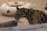 Sekrety zoo: dzikie wieści z Tampy