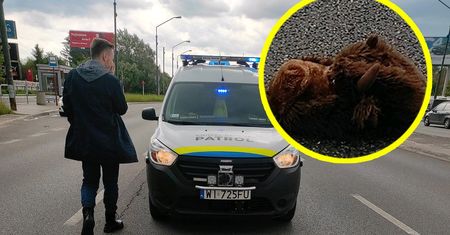 "Lagun" istnieje? Niezwykła interwencja w Warszawie