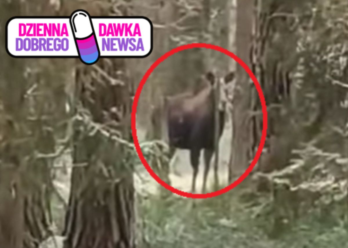 Czaił się między drzewami. Każdy miłośnik przyrody chciałby to zobaczyć