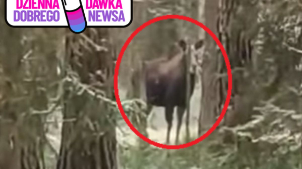 Łoś czaił się w zaroślach