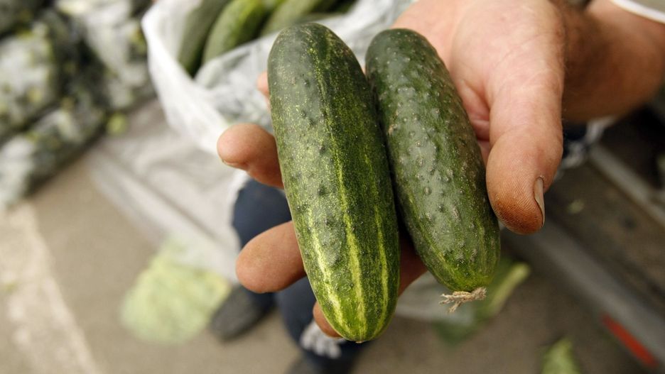 W drugiej połowie maja można wysiać ogórki.