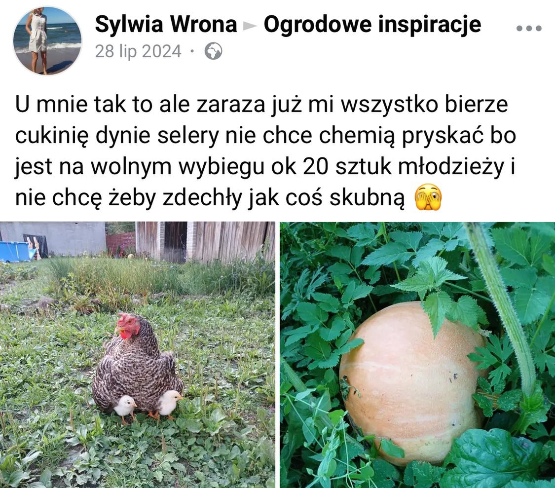 Zaraza na warzywach