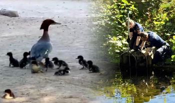 Matka wciągnięta przez rybę, pisklęta uratowane. Niecodzienna akcja w Łazienkach