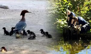 Matka wciągnięta przez rybę, pisklęta uratowane. Niecodzienna akcja w Łazienkach