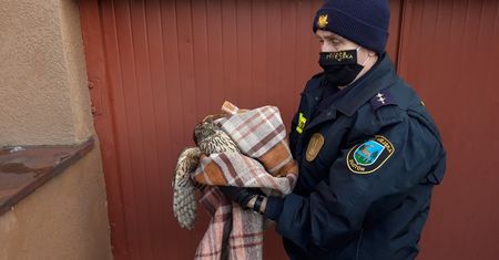 Drapieżnik uratowany przez Straż Miejską