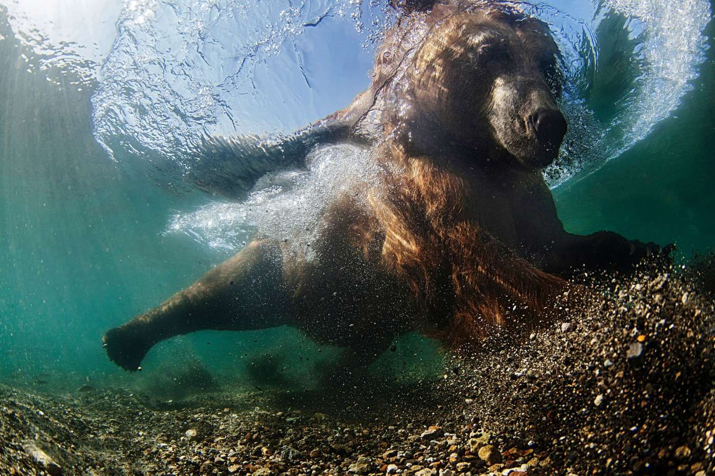 Natura z perspektywy, której sam nie zobaczysz. Oto najlepsze fotografie świata wykonane pod wodą 7