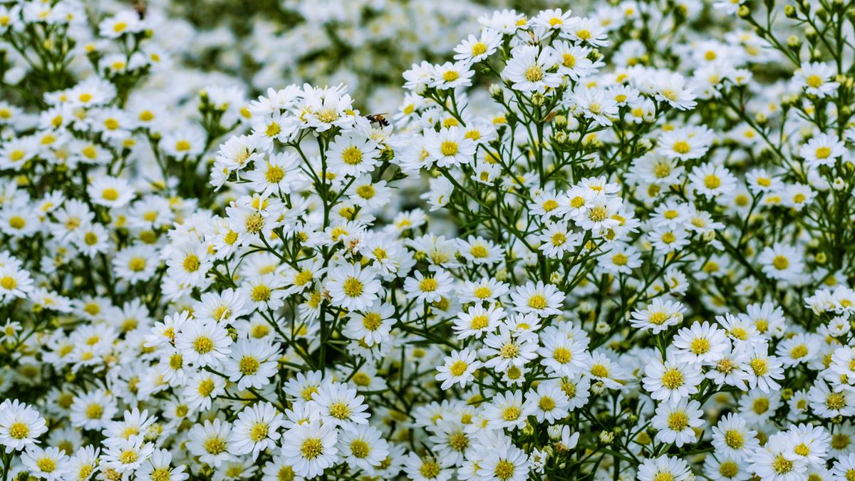 Zioła w kosmetyce wykorzystuje się bardzo często