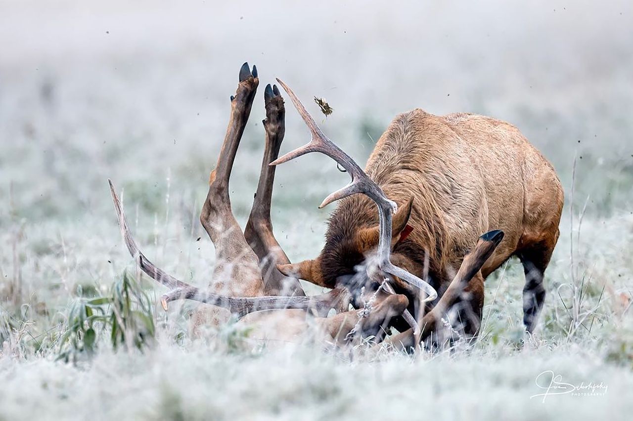 Brutalny atak jelenia na zdjęciu. Fotograf przestrzega turystów