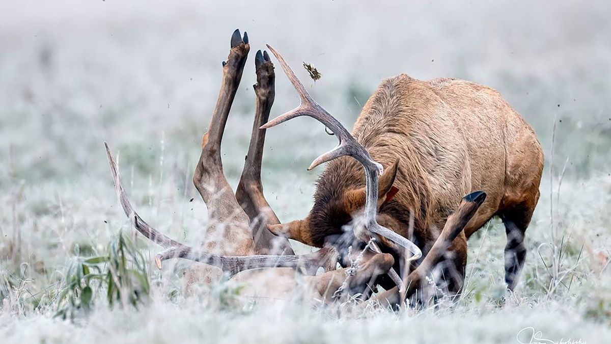 Jeleń zabił łanię w porywie szału.