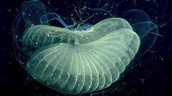 Dwutlenek węgla w atmosferze. Ogonice pomogą go usunąć