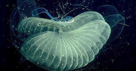 Dwutlenek węgla w atmosferze. Ogonice pomogą go usunąć