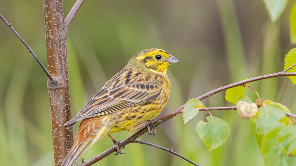 Zwiastun wiosny — ptaszek Trznadel żółtobrzuch.
