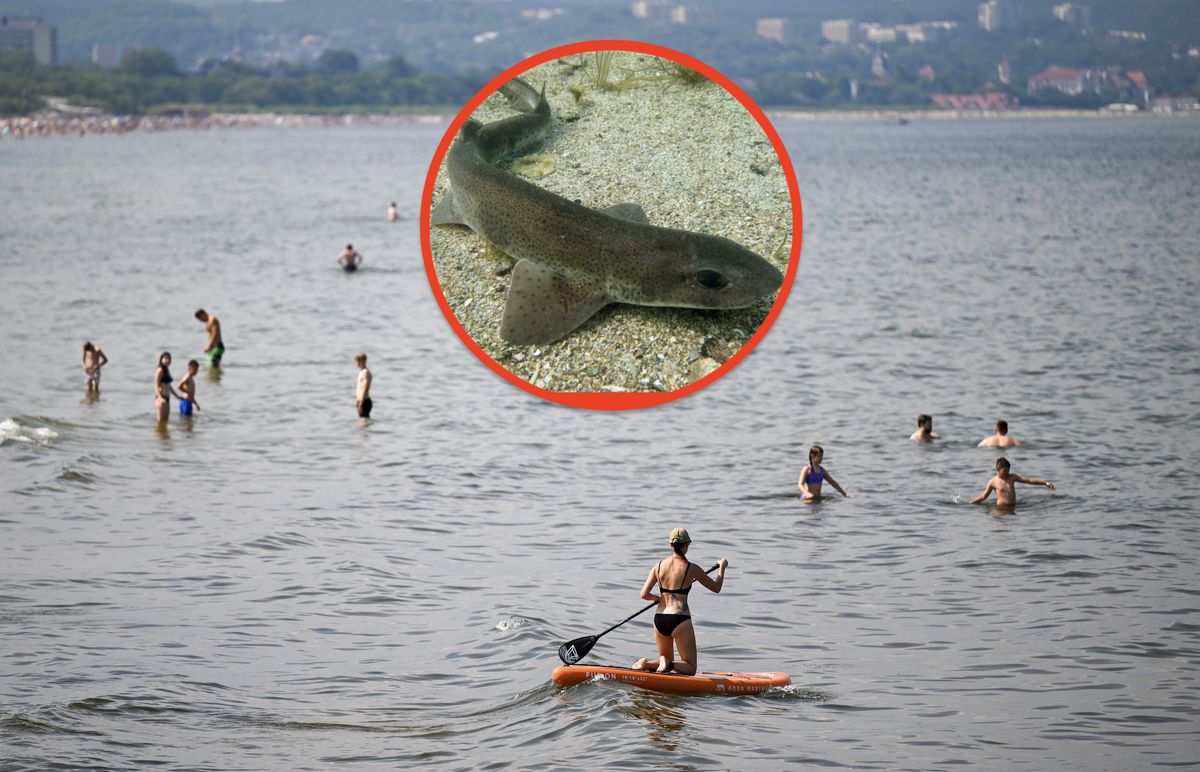 bałtyk, rekiny, drapieżniki W Bałtyku pływają rekiny. Jeden ma aż 12 metrów