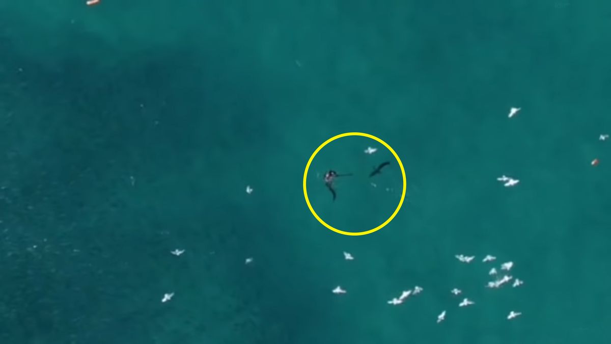 Był krok od śmierci. Starcie z rekinem nagrał pilot drona 1