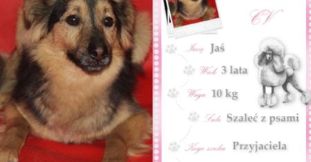 Kundelek Tygodnia: Jaś, trzyletni gwiazdor o wielkim sercu