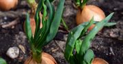 Najgorszy sąsiad dla cebuli. Kto posadzi obok, ten pożałuje