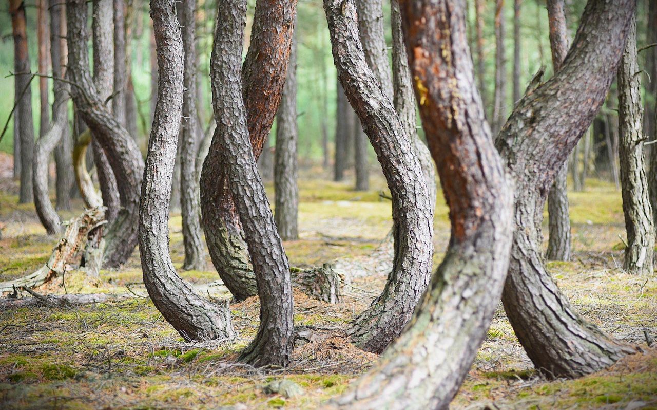Lubelskie: Tajemnicze krzywe sosny w tańczącym lesie wzbudzają zachwyt