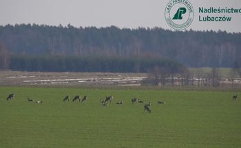 Pojawiły się na polach. Aż trudno zliczyć