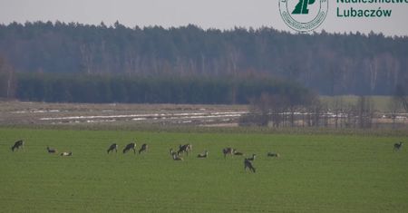 Pojawiły się na polach. Aż trudno zliczyć