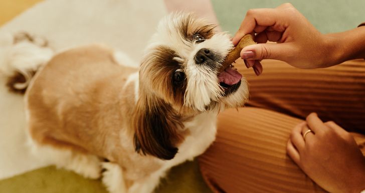Haggis, mleko jaka i żwacze. Nie uwierzysz, co trafia do psich misek