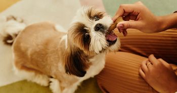 Haggis, mleko jaka i żwacze. Nie uwierzysz, co trafia do psich misek