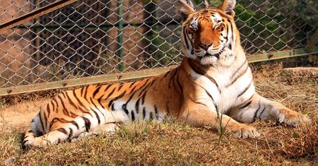 Tragedia w ogrodzie zoologicznym. Tygrys zabił kobietę