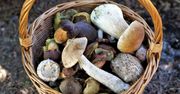 Idziesz na grzyby? Musisz znać tych kilka żelaznych zasad