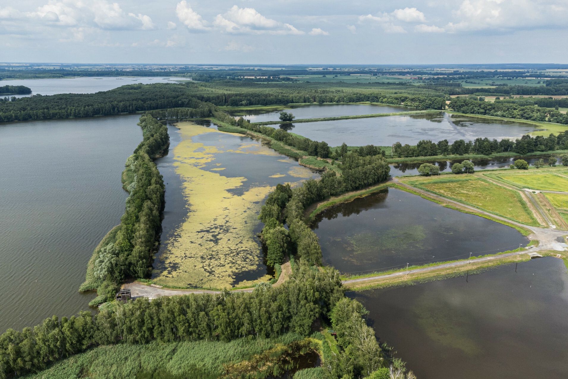 Rezerwat Stawy Milickie, lipiec 2021 r.