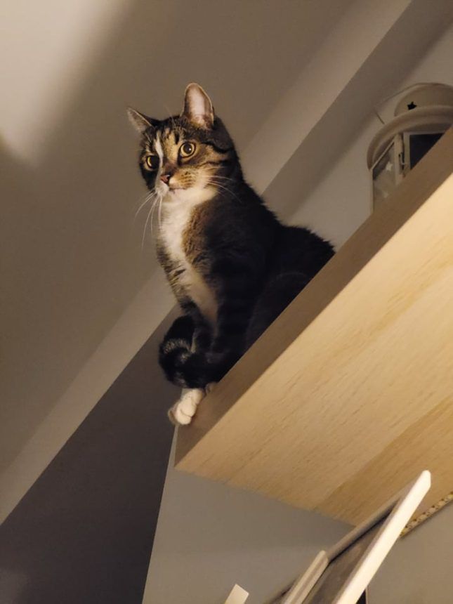 Dlaczego koty zrzucają rzeczy? I jak możesz temu zaradzić