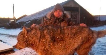 Rolnik zabił wilka. Udusił go gołymi rękami