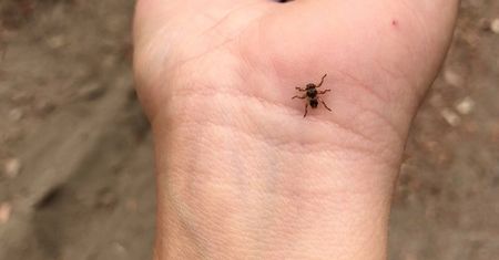 Latające kleszcze atakują. Strzyżak jeleni jest niebezpieczny dla dzieci