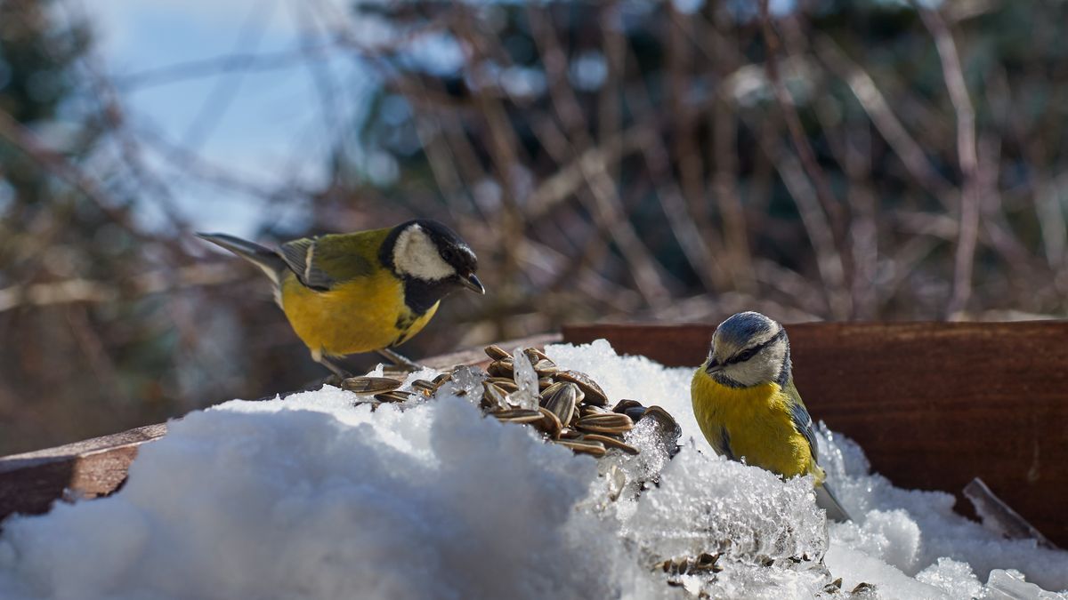 Dokarmianie ptaków wymaga wiedzy i rozsądku