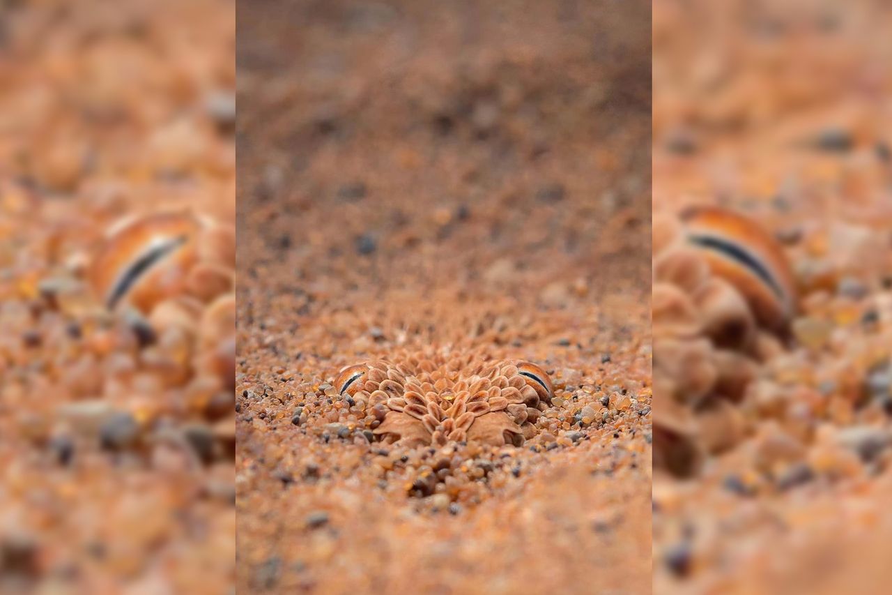 Żmija karłowata zakopana w piasku.