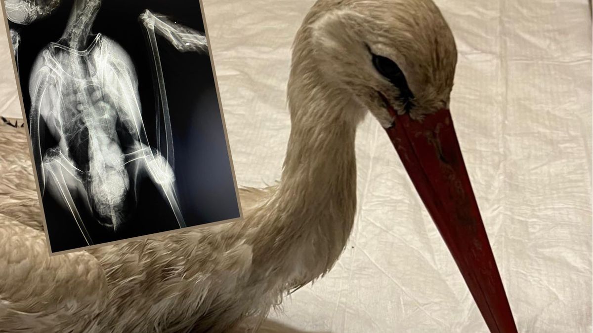 Ktoś strzela do bocianów na Podkarpaciu