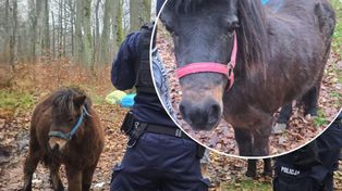 Koszalin: Dwa kucyki spacerowały środkiem ulicy Morskiej