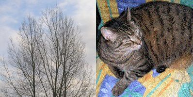 Przykład steganografii - na dwóch mało znaczących bitach zdjęcia z drzewem ukryto fotografię kota
