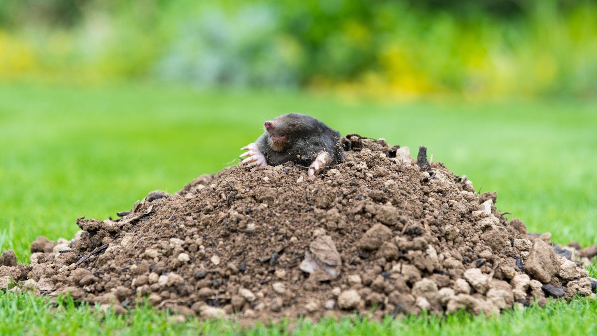 Kret w ogrodzie.