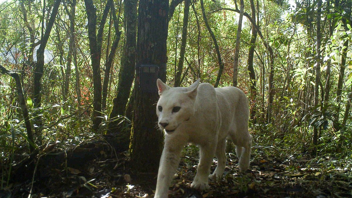 Zdjęcia pierwszej na świecie leucystycznej pumy. Naukowcy potwierdzają prawdziwość 1