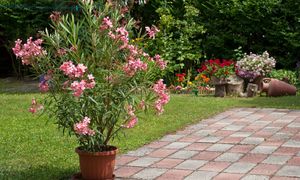 "Omijaj z daleka". Sanepid ostrzega przed tą rośliną