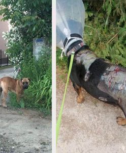 Agresywny pies atakuje i zagryza inne zwierzęta. Mieszkańcy obawiają się, że dojdzie do tragedii