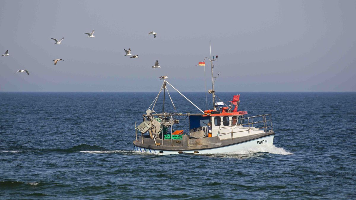 Surowe limity połowu ryb dla Bałtyku