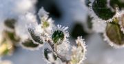 Przymrozki w lubelskim. Temperatura przy gruncie nawet do -6°C
