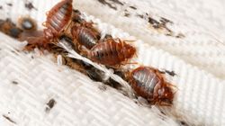 Pluskwy zaatakowały polskie domy. Jak sprawdzić, czy czają się w twoim mieszkaniu i jak pozbyć się robaków?